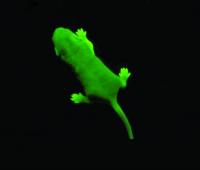 GFP transgenic mouse